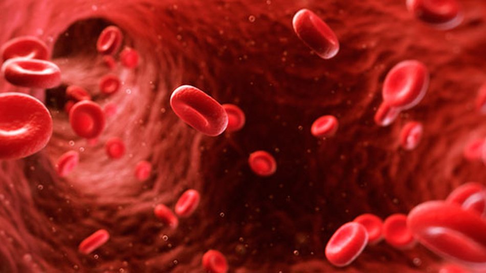 hematologia-y-hemoterapia